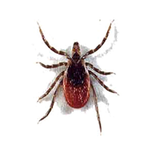 ticks